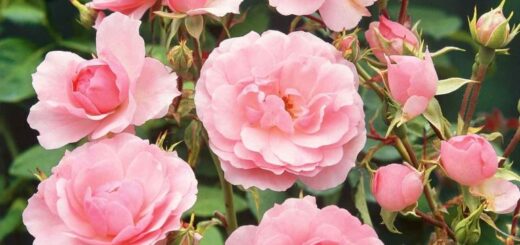 róże rabatowe zgarden.pl