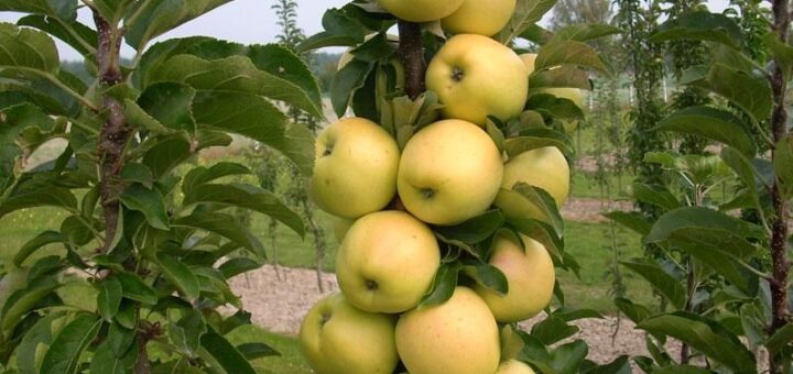 drzewa owocowe karłowe - niskie drzewka owocowe zgarden.pl