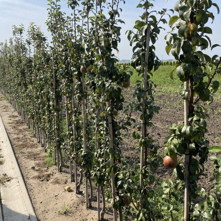 grusze karłowe niskie grusze kolumnowe zgarden
